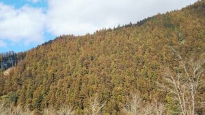 杉や桧の木には花粉が入ってるの？