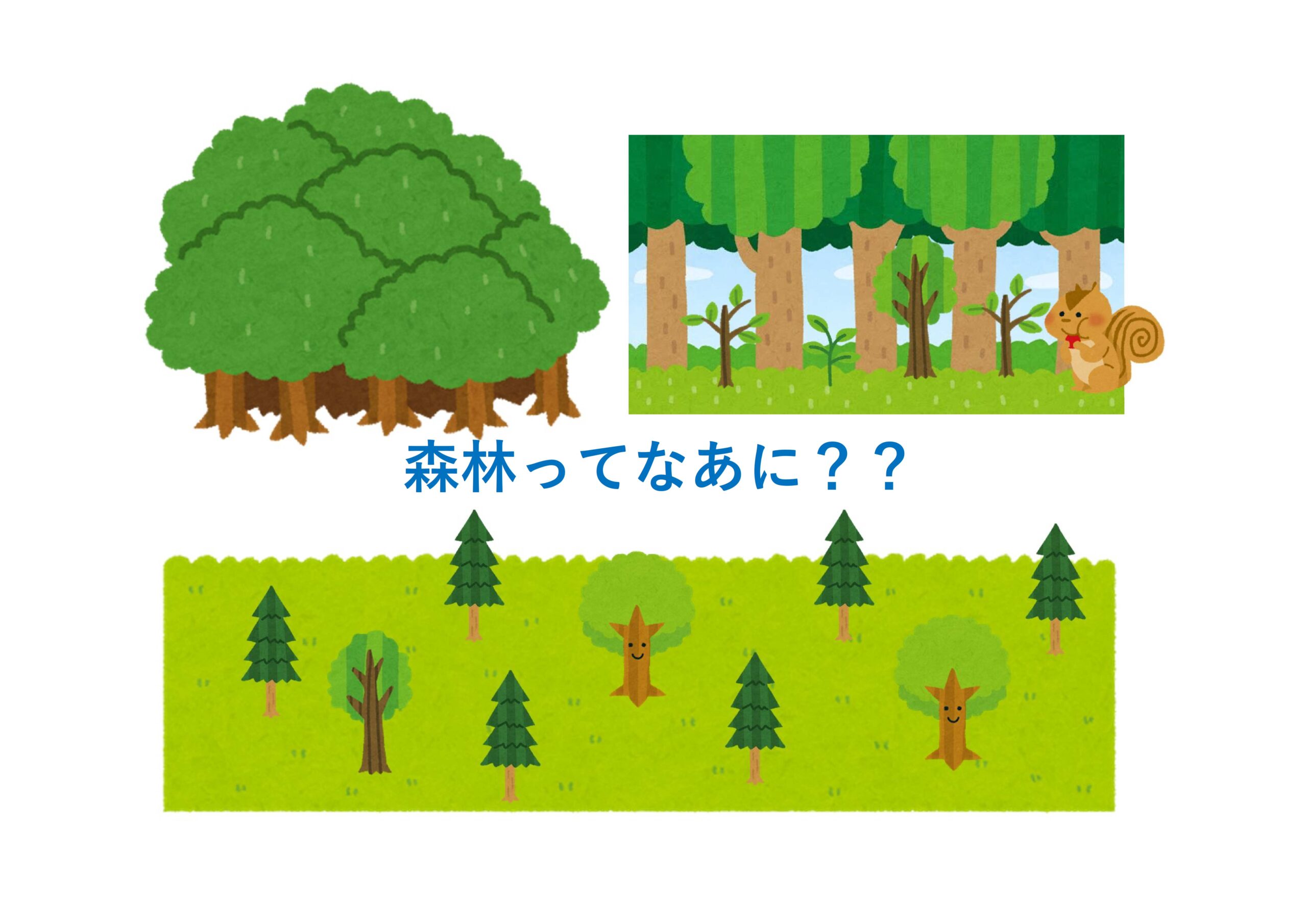 竹と木は何が違うの？ タケの生理生態や種類とは