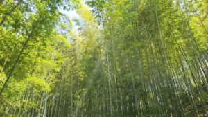 竹と木は何が違うの？ タケの生理生態や種類とは