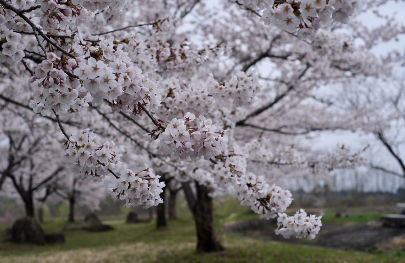 桜の皮（樹皮）には抗菌性がある？